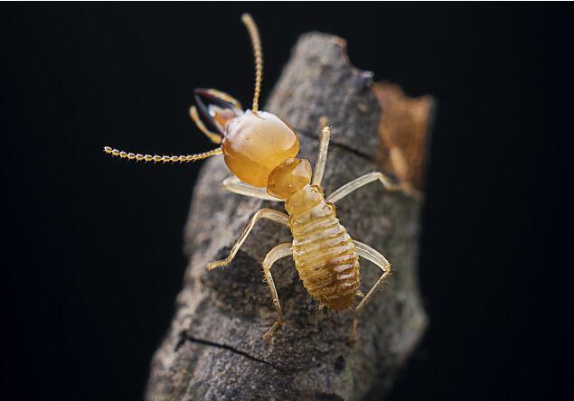 古建筑白蚁预防